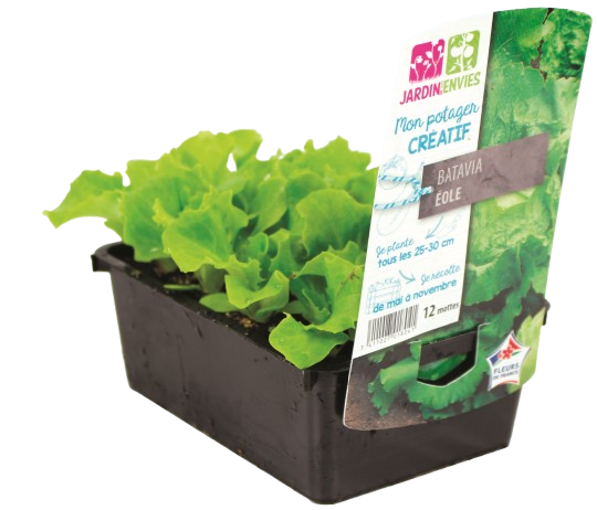 PLANTS DE BATAVIA VERTES