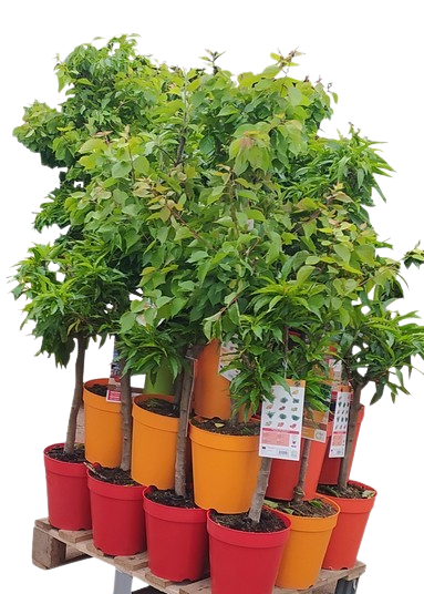 ARBRE FRUITIER NAIN