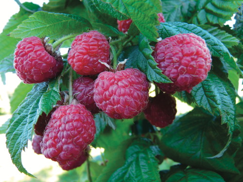 ARBUSTES À PETITS FRUITS