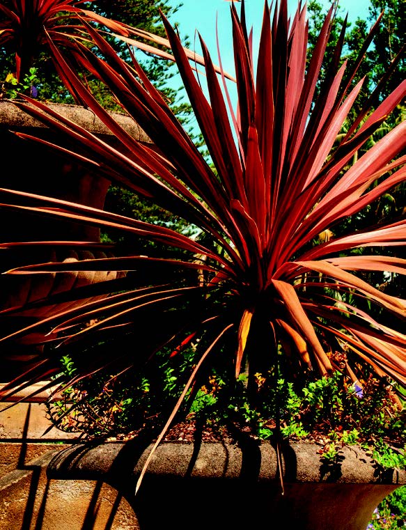 CORDYLINES VARIÉES