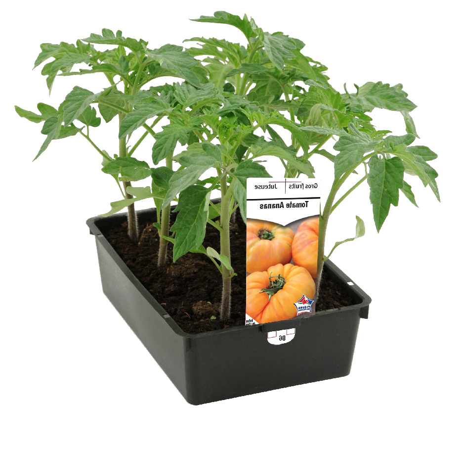 PLANT DE TOMATES
