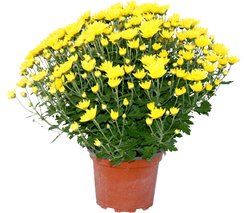 CHRYSANTHÈME MULTIFLEURS UNI