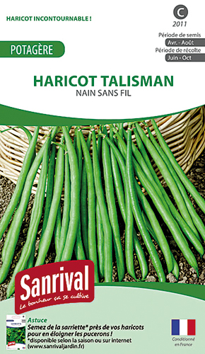 GRAINES DE HARICOTS