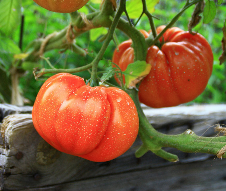 TOMATES VARIÉES