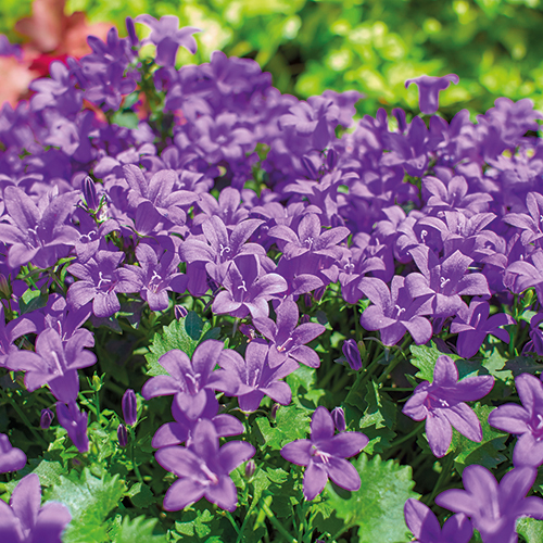 PLANTES VIVACES