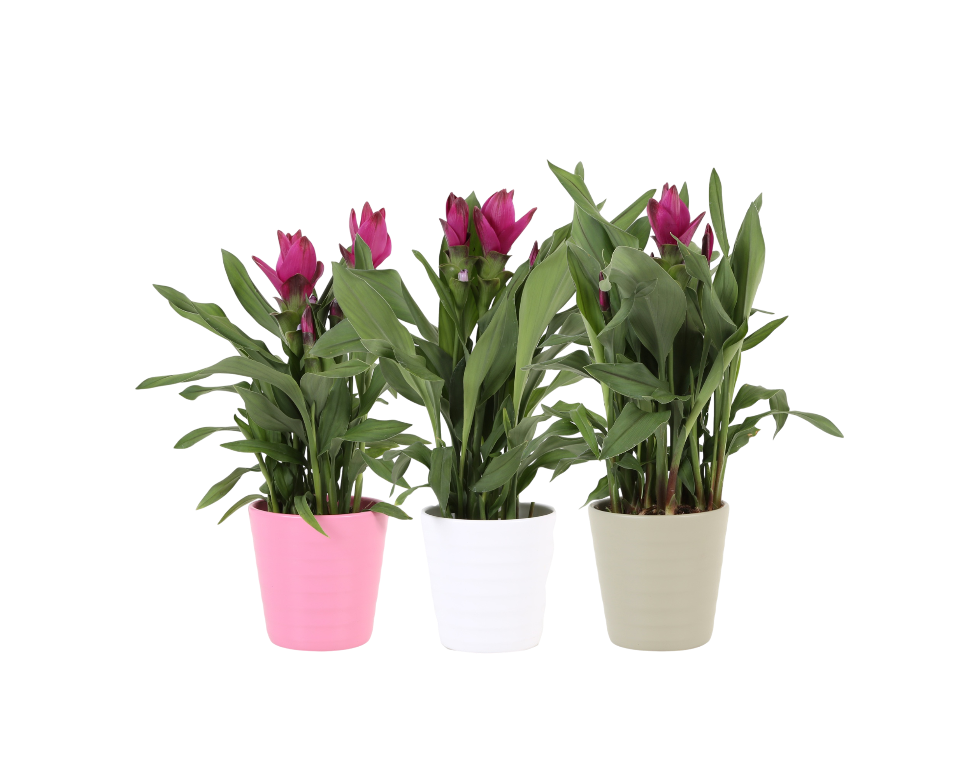 CURCUMA DANS POT EN CERAMIQUE