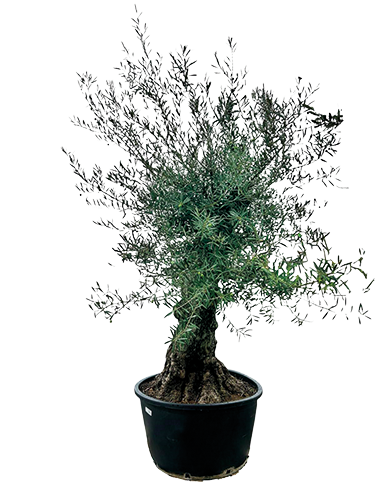 OLIVIER EUROPAEA BONSAI