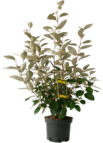 ARBUSTES DE HAIES PERSISTANTS