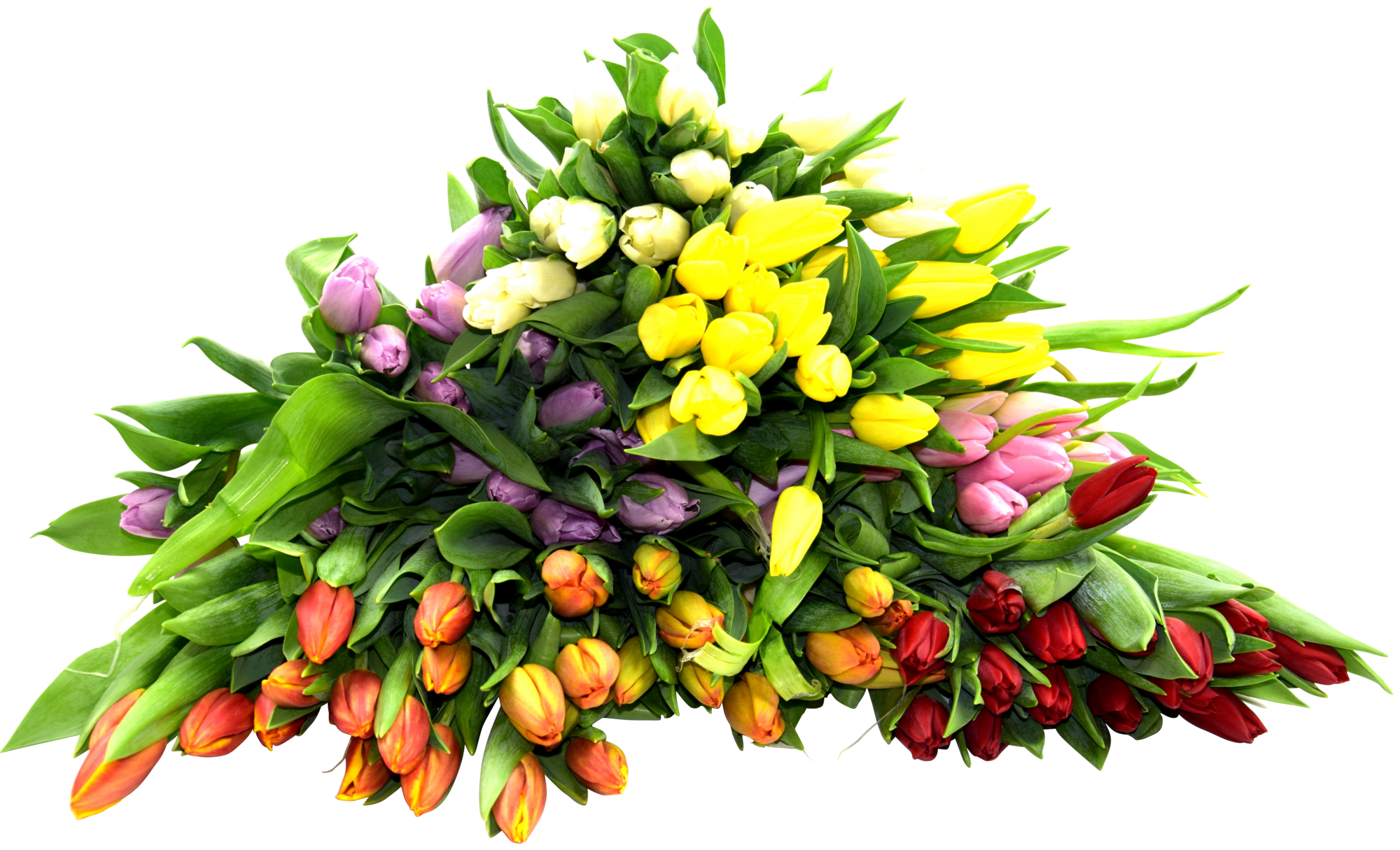 Bouquet de 15 tulipes