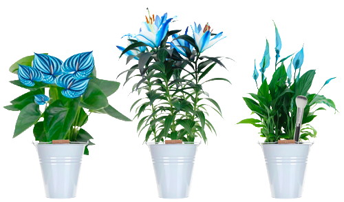 PLANTES FLEURIES TEINTÉES BLEUES