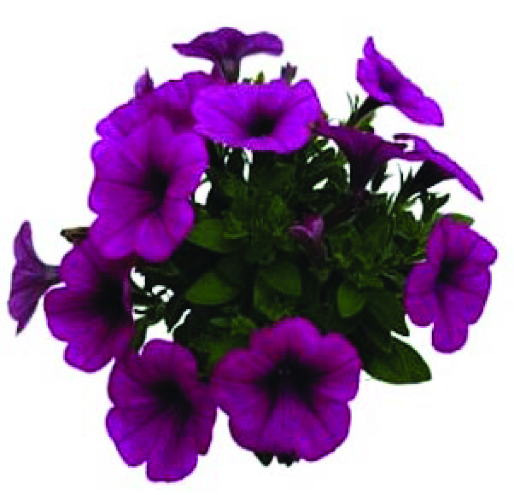 PÉTUNIA CASCADE VARIÉ