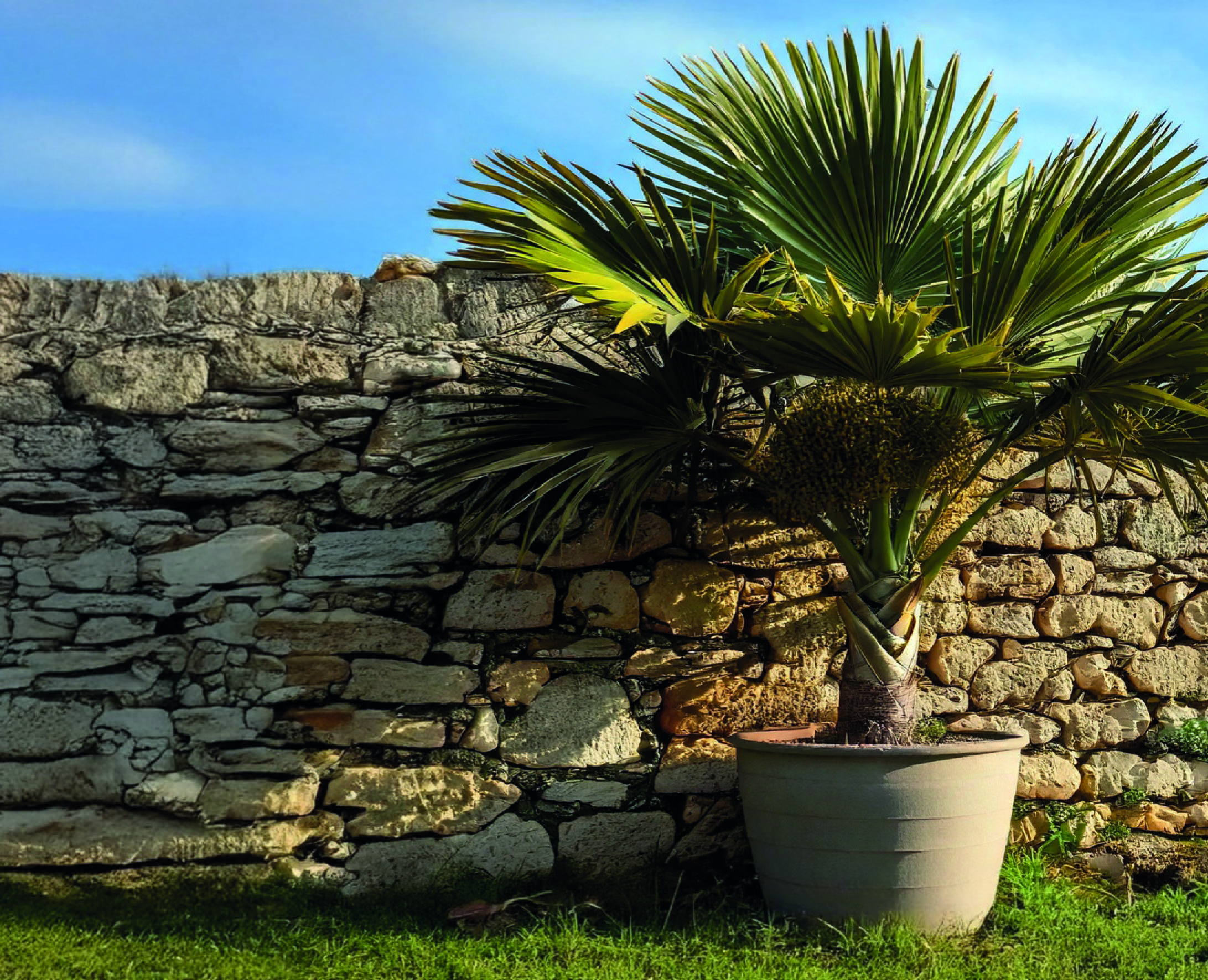 TRACHYCARPUS FORTUNEI