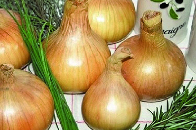 OIGNONS À PLANTER