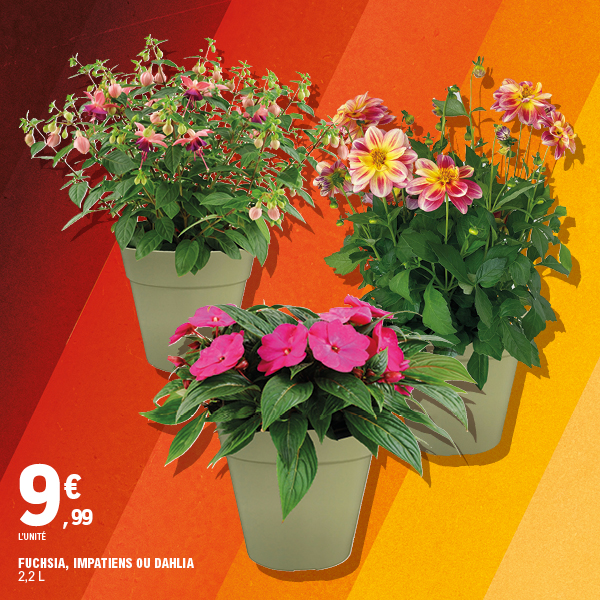 FUCHSIA, IMPATIENS OU DAHLIA