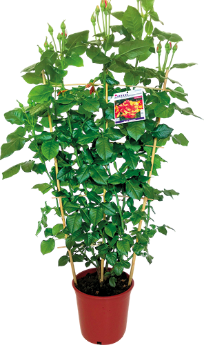 ROSIER MEILLAND ARBUSTIF