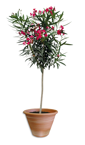 LAURIER ROSE ARBRE TIGE