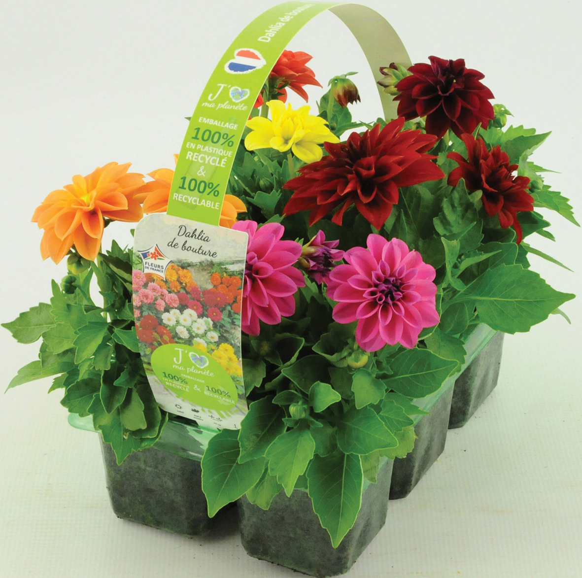 PLANTE DE BOUTURE