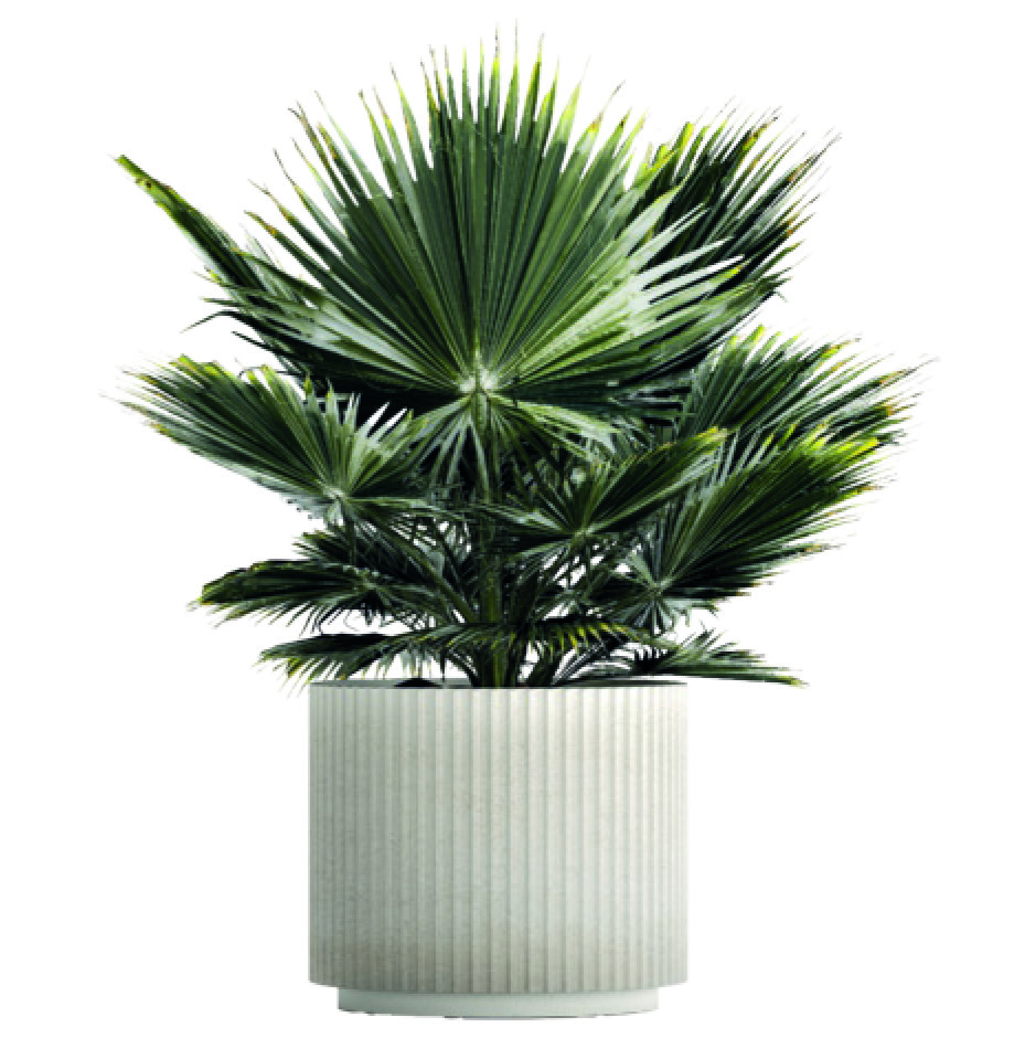 WASHINGTONIA ROBUSTA