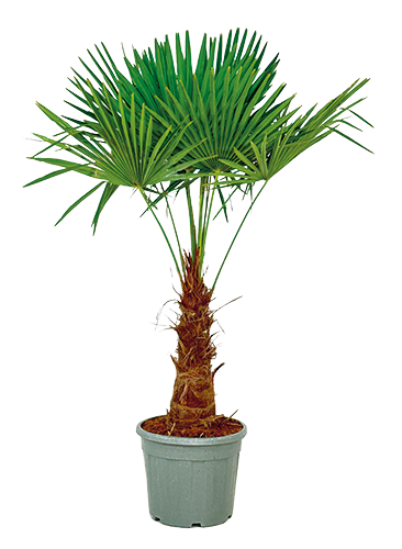 TRACHYCARPUS FORTUNAI