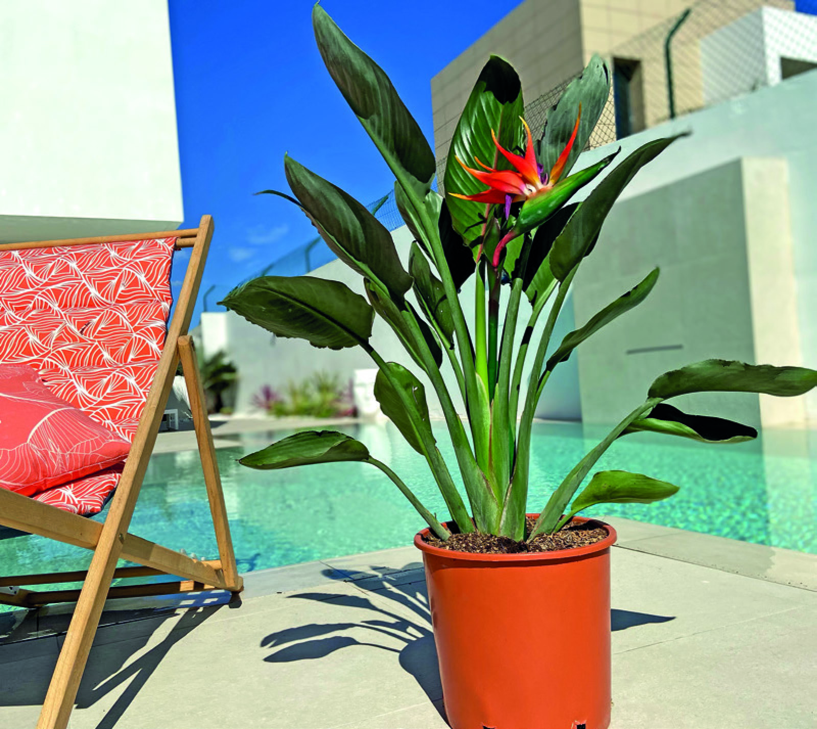 STRELITZIA REGINA OU AUGUSTA