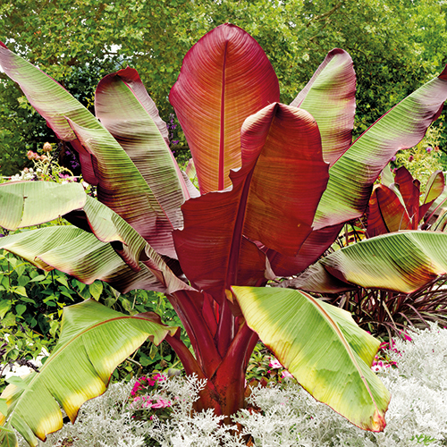 BANANIER MUSA MAURELLI