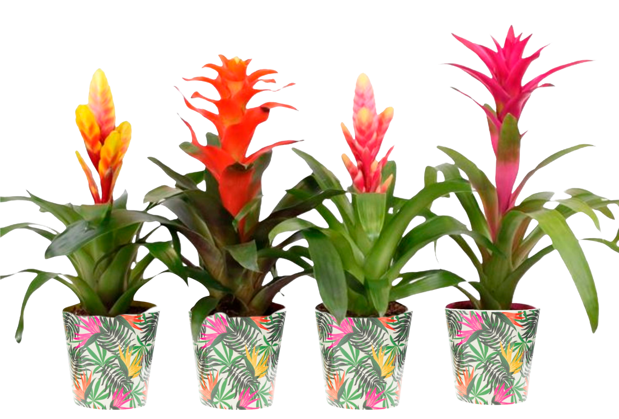 Bromélia avec cache pot