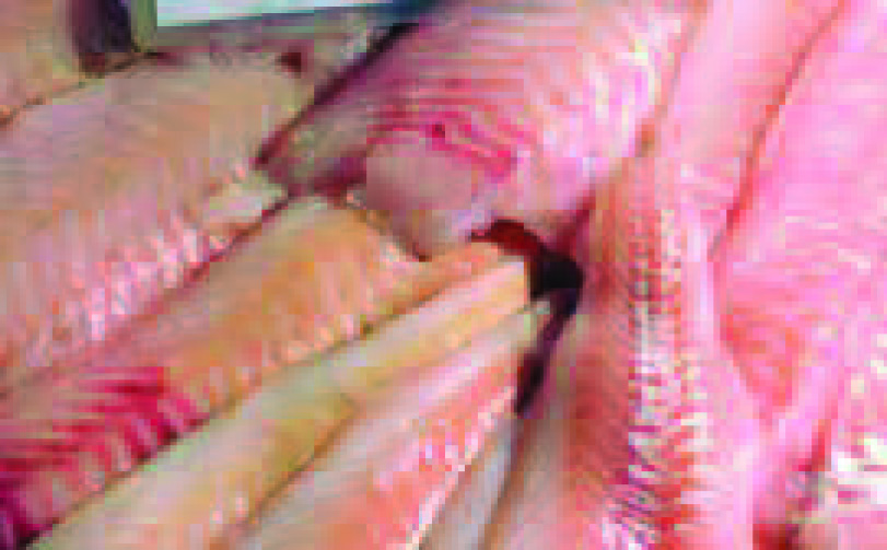 FILET DE MERLU