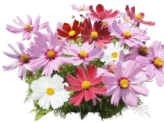 COSMOS