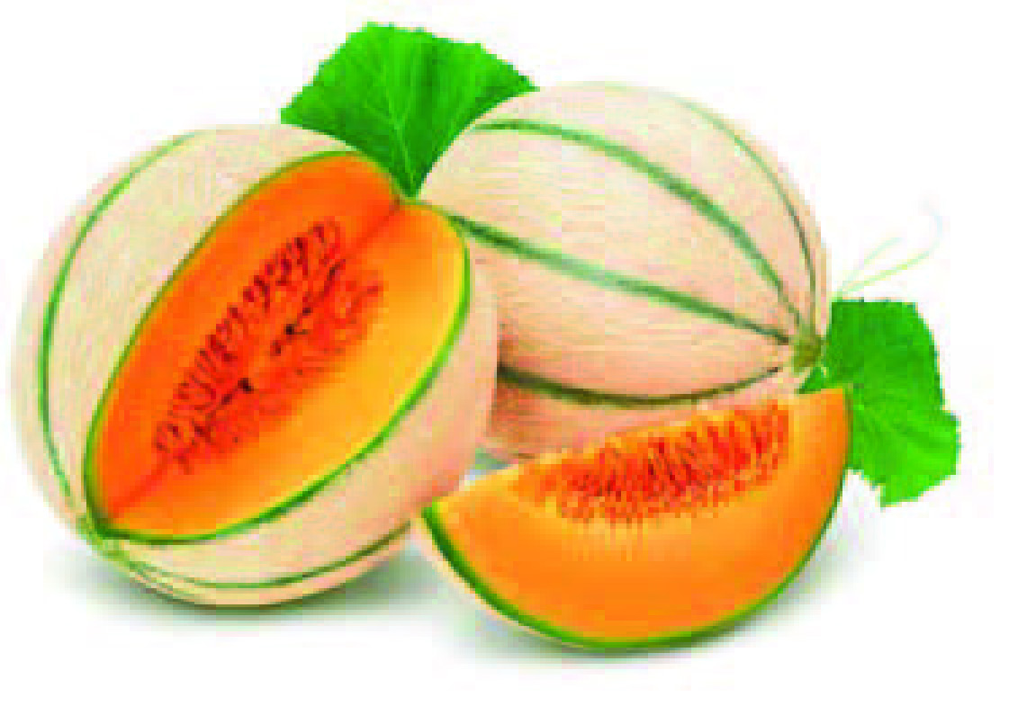 LOT DE 2 MELON