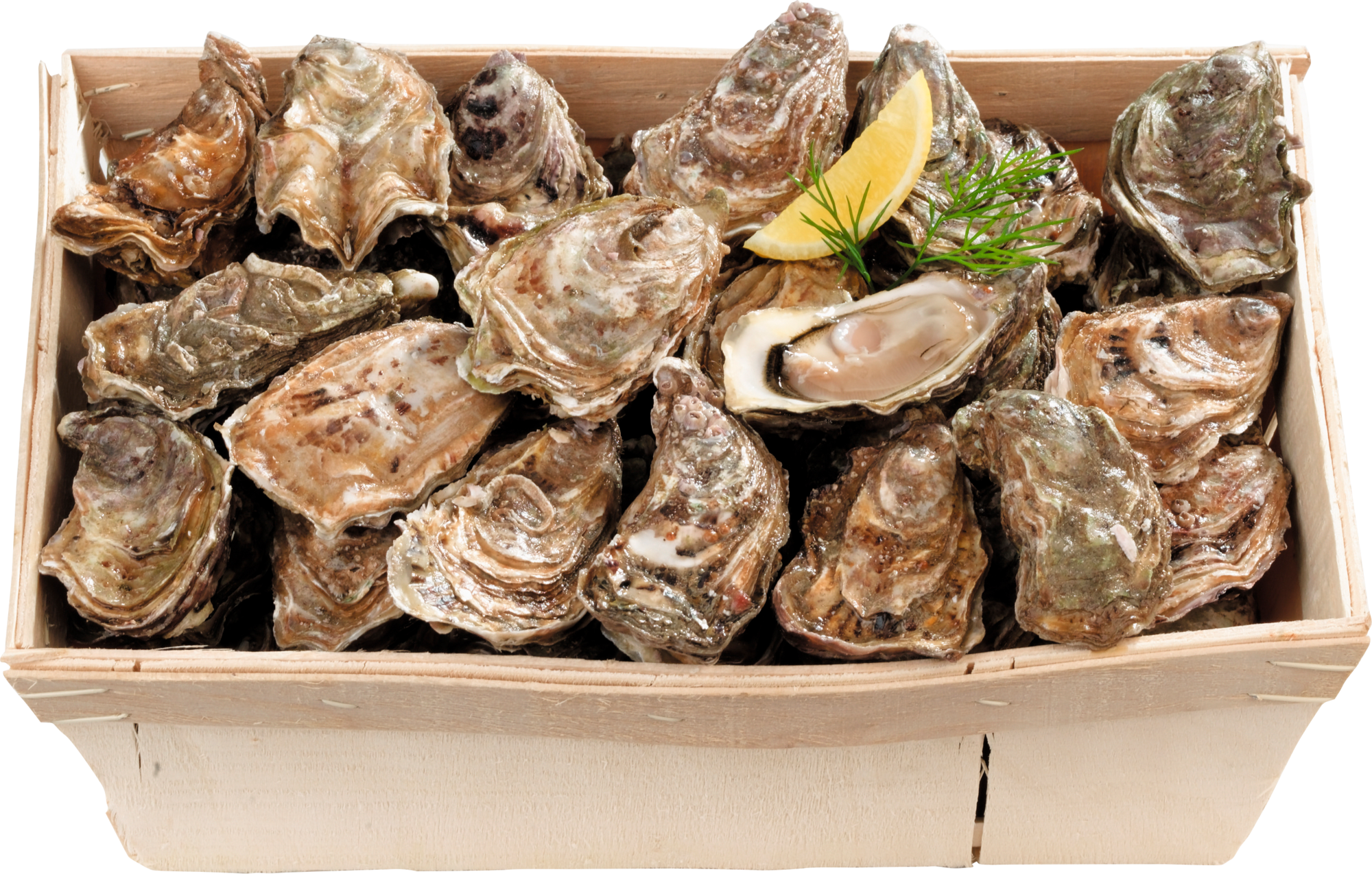 HUÎTRES MARENNES OLERON SPECIALES DE CLAIRES IGP N3 