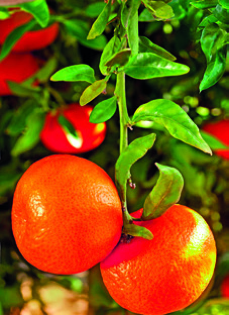 AGRUMES VARIÉS RUTACEAE