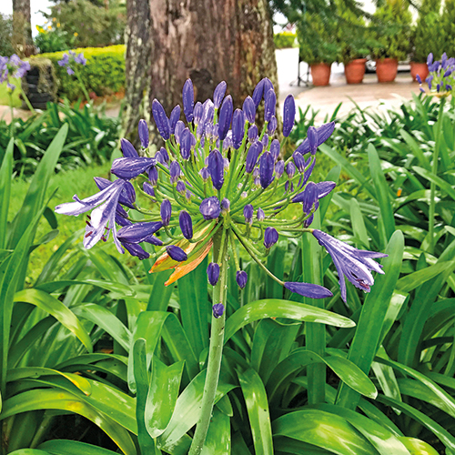 AGAPANTHUS