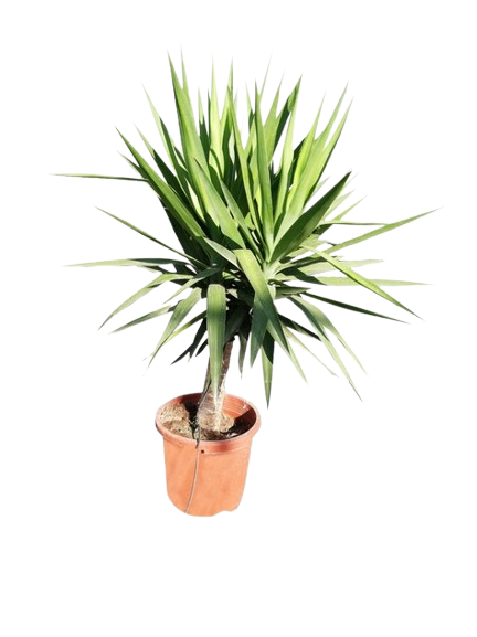 YUCCA ELEGANS