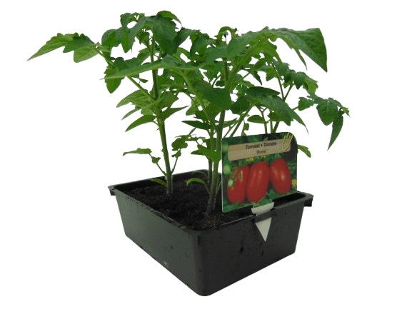 PLANTS DE TOMATES