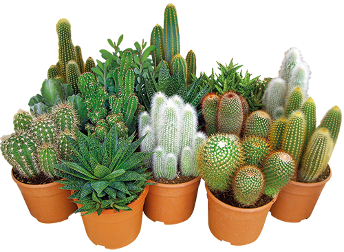 SUCCULENTES ET CACTUS