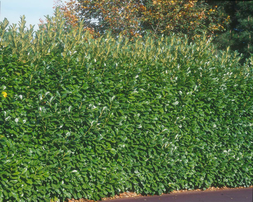 PRUNUS ROTUNDIFOLIA LAURIER