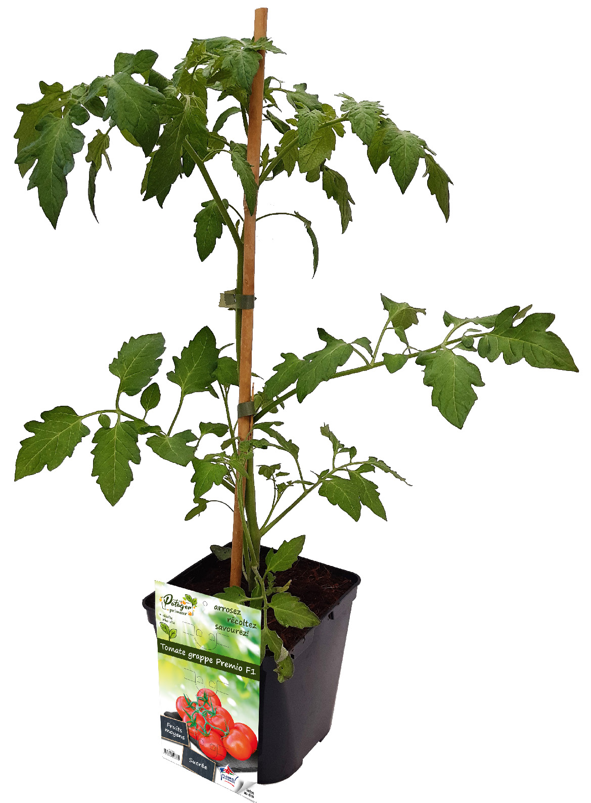 PLANT DE TOMATES