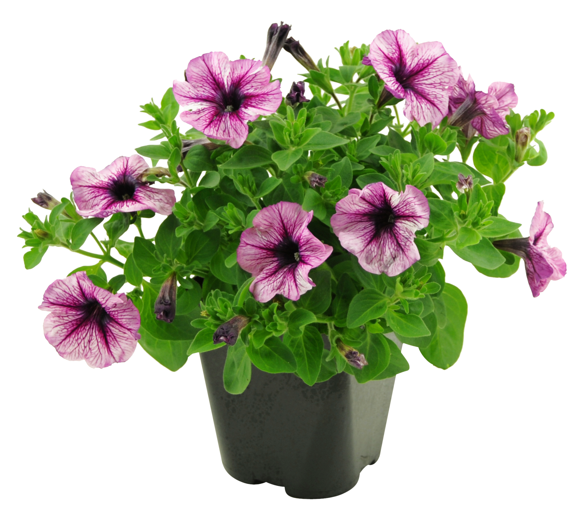 Plantes fleuries annuelles
