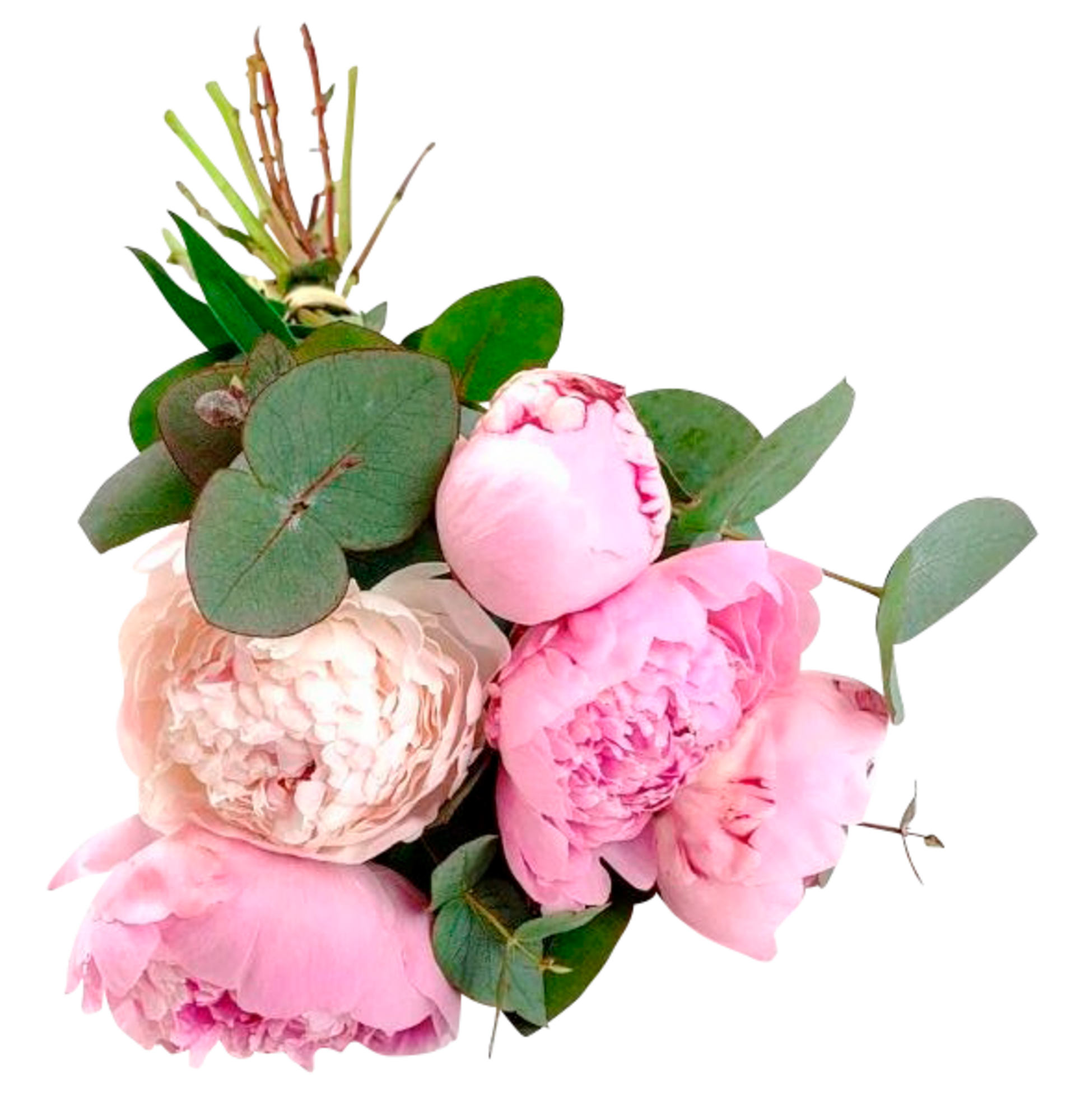 Bouquet 5 pivoines & 3 eucalyptus