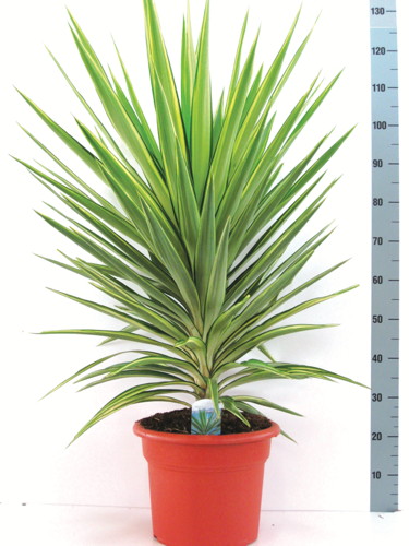YUCCA