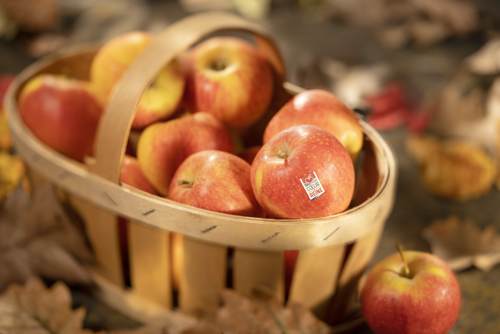 POMME COEUR DE REINE