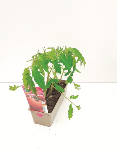 TOMATES