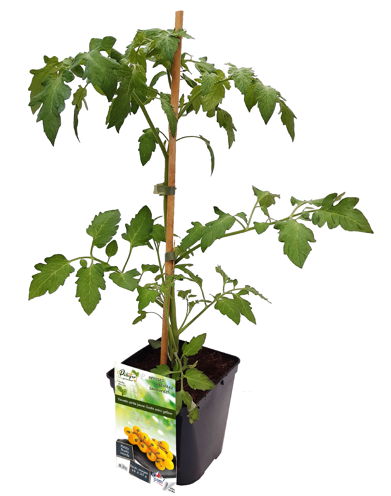 PLANT DE TOMATES
