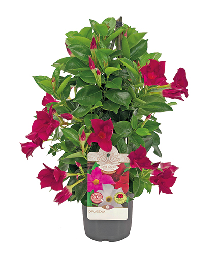 DIPLADENIA PYRAMIDE