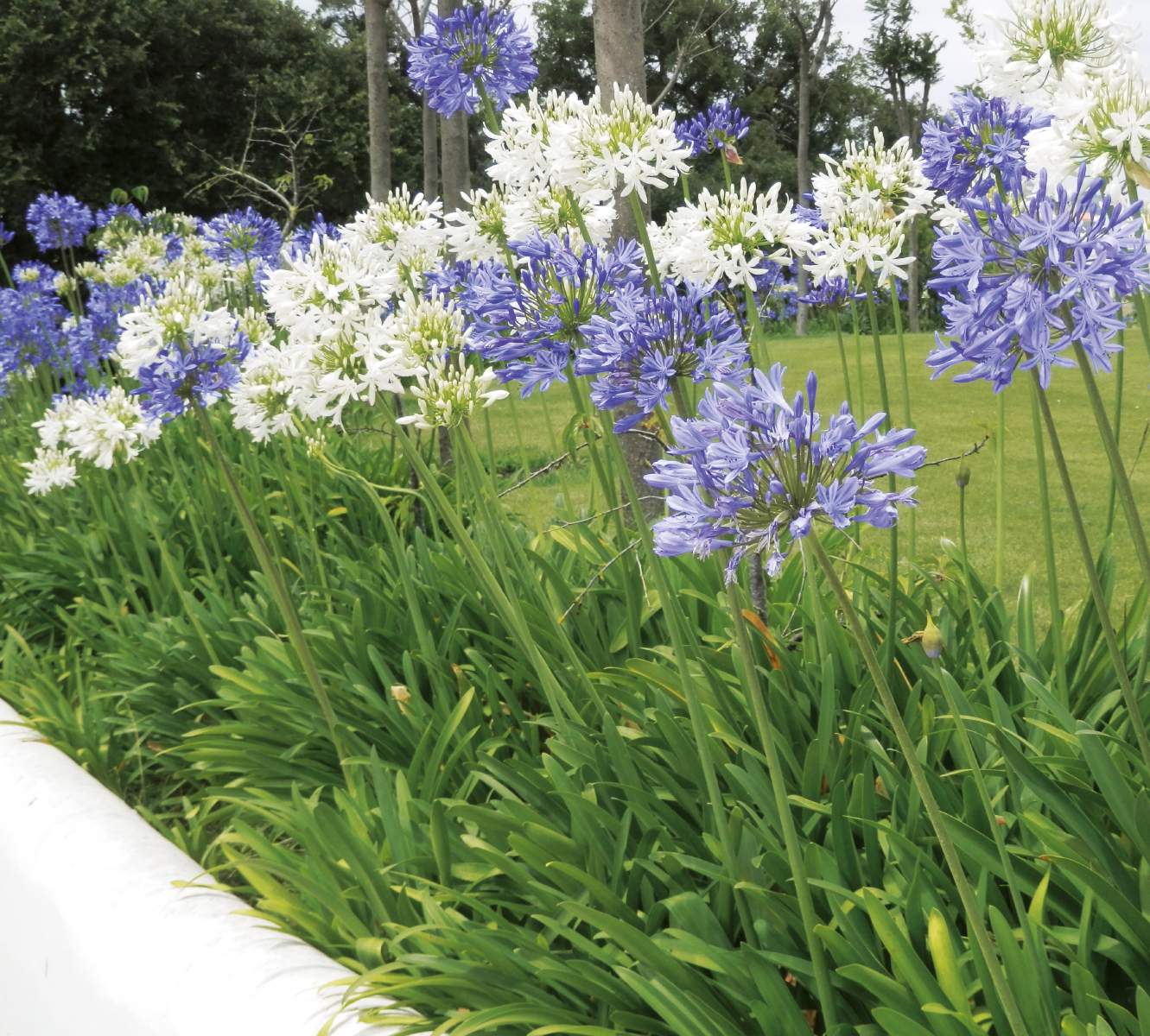 AGAPANTHUS
BLEU ET BLANC 5 L