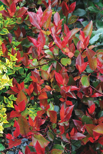 PHOTINIA FRASERI RED ROBIN