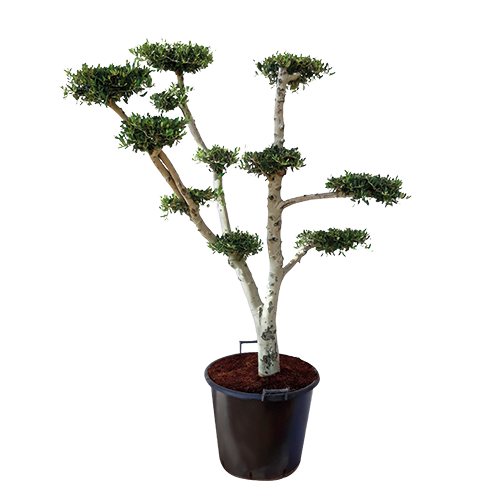 OLEA EUROPEA OLIVIER NUAGE