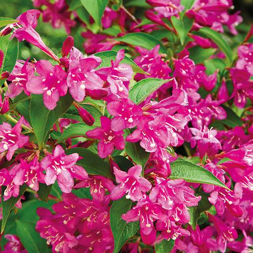 PLANTES PÉPINIÈRES VARIÉES