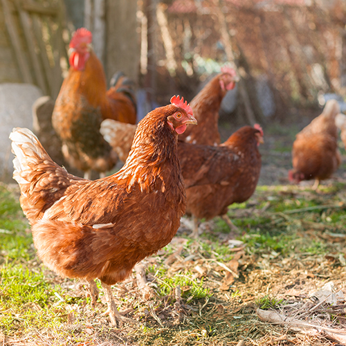6 ŒUFS DE POULES ÉLEVÉES EN PLEIN AIR