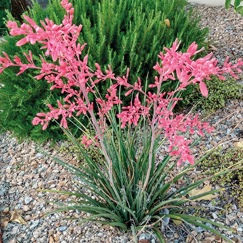 HESPERALOE PARVIFLORA